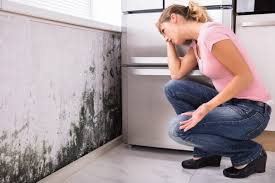 Reedley, CA Mold Removal Company